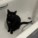 Cat Island Discord Server Icon