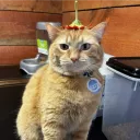 Cat Island