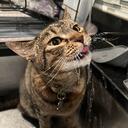 Cat Island icon