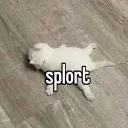 「splort」