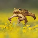Toad Nation