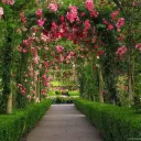 The Rose Garden Cave
