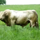 Bull is bisexual