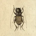 InsektenWelt