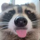 :《 raccoonies 》: Discord Server Icon