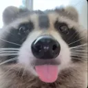 :《 raccoonies 》: Discord Server Icon