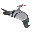 pigeon land