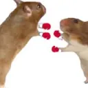 official hamster fight night discord server