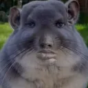 Pipidao