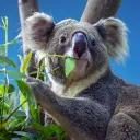 Las Eukaliptusowy 🌿🐨