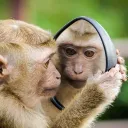 Fight against animal abuse