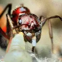 Ants Anonymous