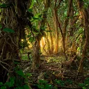 The Jungle