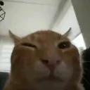 nasmeshkapaja