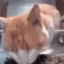 Tech Den Discord Server Icon