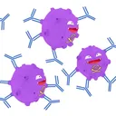 Reproductive Immunology