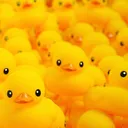 Duck Party