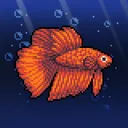 Fighting Fish