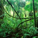 Forest.io