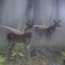 MIST MEADOWS [previously the bunker]