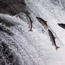 Salmon Labs