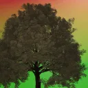 Greenbase | for the trees!