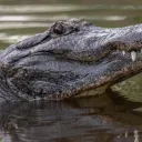 Alligator Discord Server Icon