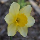 Neurodiscord Discord server icon