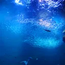 アダプト