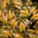 TheHive🐝🍯