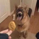 Nugget Cult