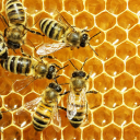 beecord Discord server icon