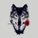 DarkWolves Discord Server Icon