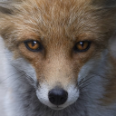 𝐓𝐡𝐞 𝐂𝐞𝐧𝐭𝐞𝐫