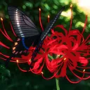 Higanbana