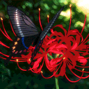 Higanbana