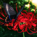 Higanbana icon
