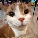 𓂃 kitten academy  Discord Server Icon