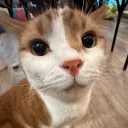 𓂃 kitten academy  Discord Server Icon