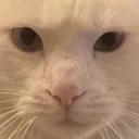 .✰ 𝕃𝕠𝕤 𝕞𝕚𝕘𝕒𝕛𝕖𝕣𝕚𝕥𝕠𝕤 ✰.