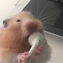 hamster owners' hideout