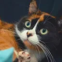 Фаны Кота Куки 2
