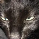 Bingus