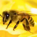 Bee Army