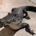 Lizard's Lair