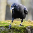 Corvid Actual's server