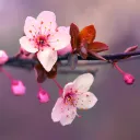 TemptLis' Cherry Blossom's