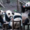 An Embarrassment of Pandas