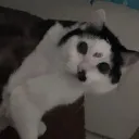 馬祖-うちの猫