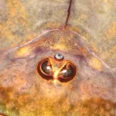 MyTriops